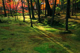 嵯峨野・嵐山・松尾