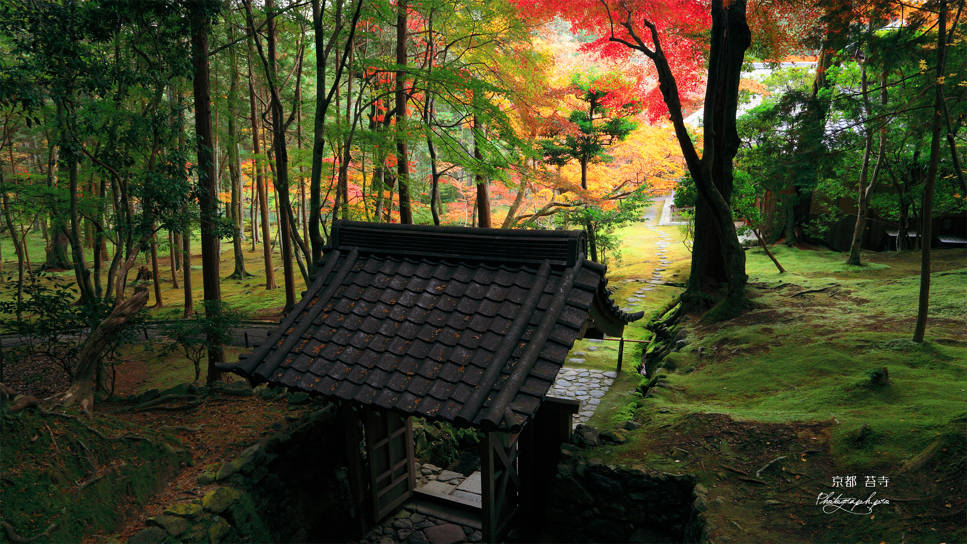 苔寺 向上関と紅葉