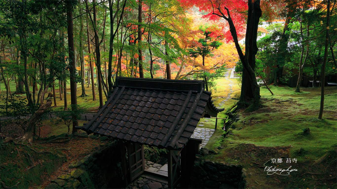 苔寺 向上関と紅葉 壁紙