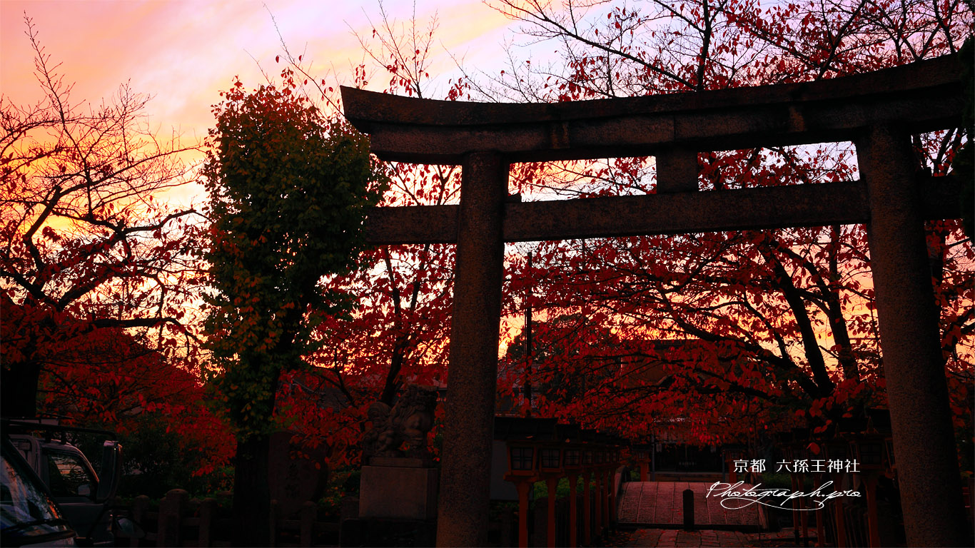 六孫王神社 桜紅葉と夕焼け 壁紙