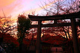 六孫王神社 桜紅葉と夕焼け