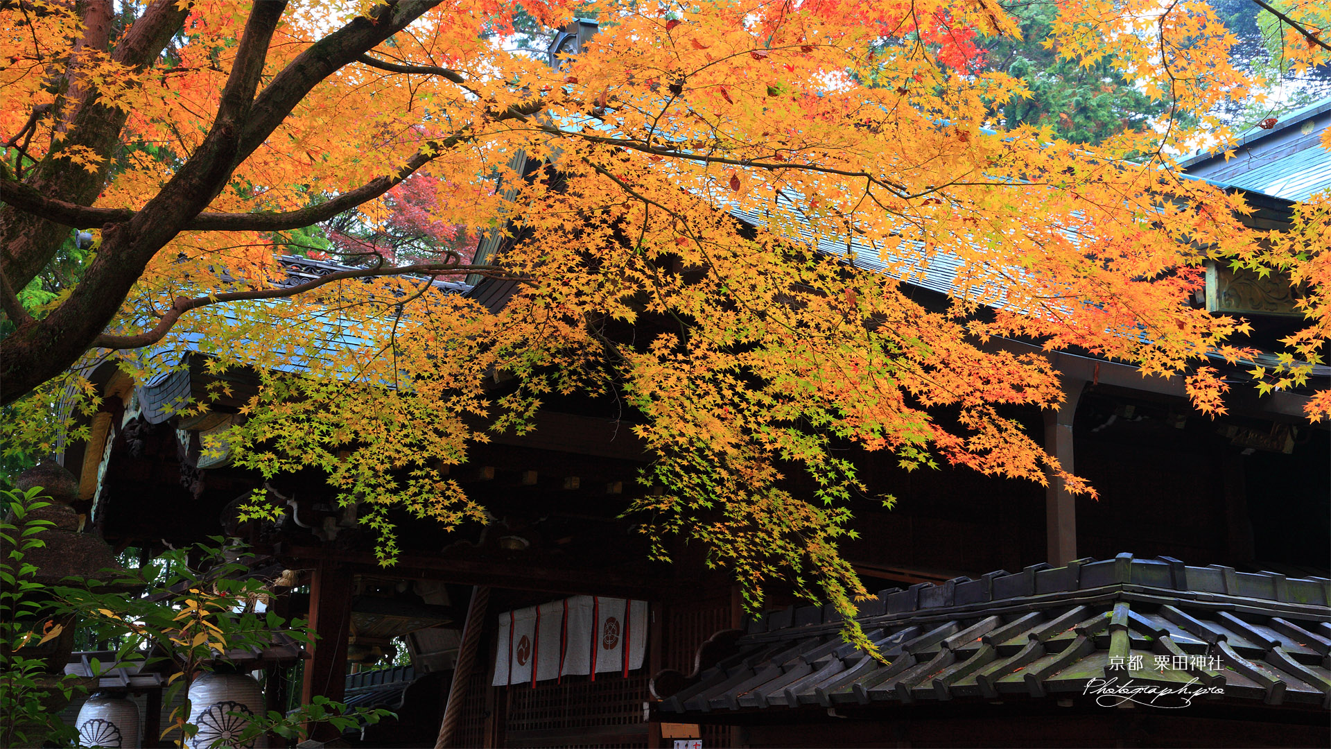 粟田神社 黄葉の本殿