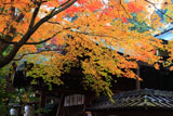 粟田神社 黄葉の本殿