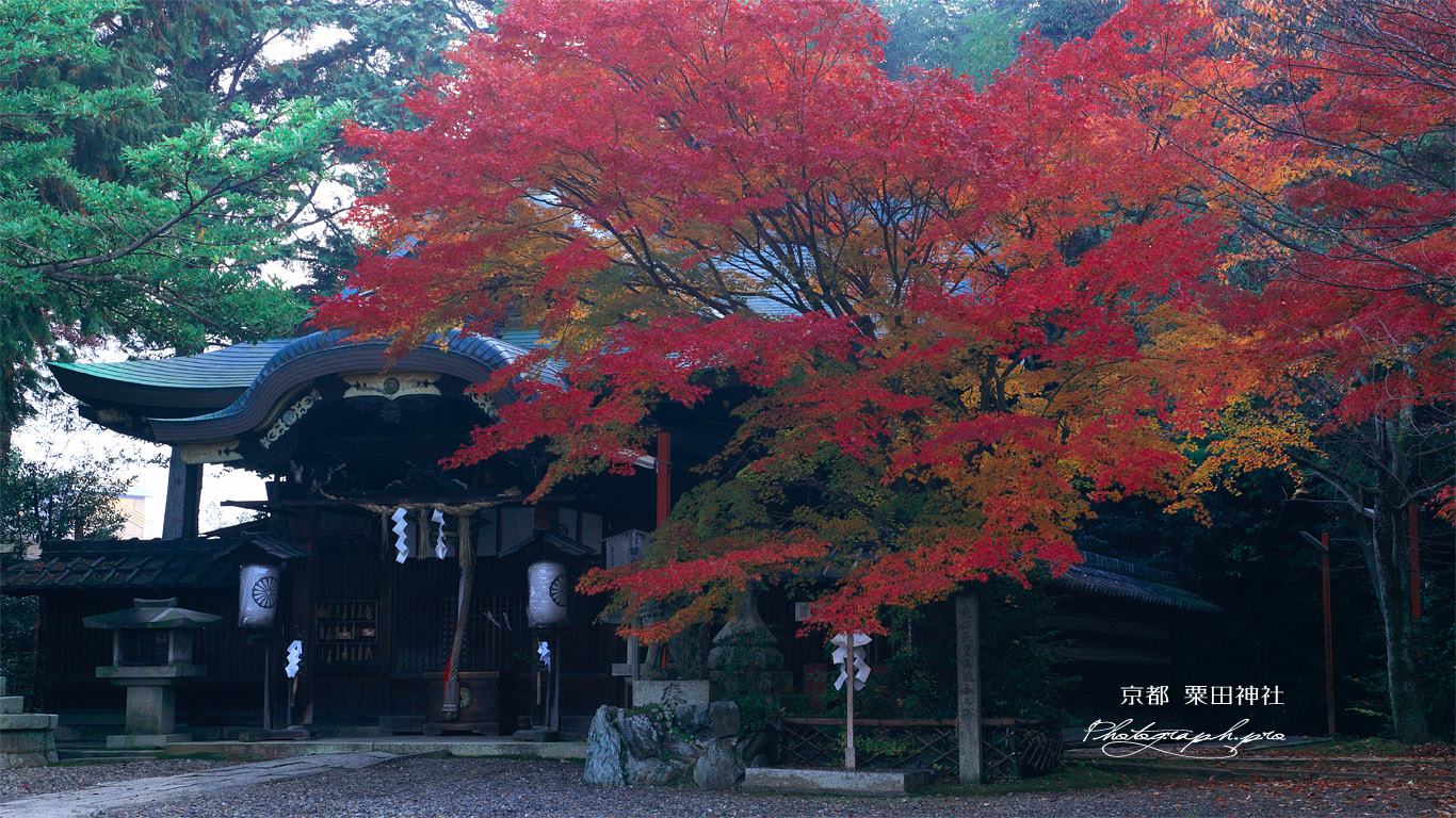 粟田神社 紅葉と本殿 壁紙