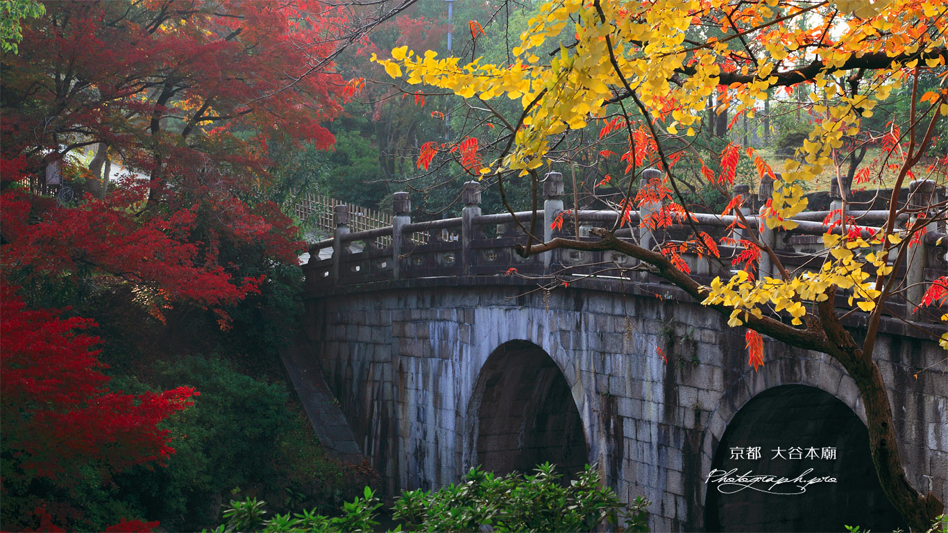 大谷本廟 紅葉の石橋 壁紙