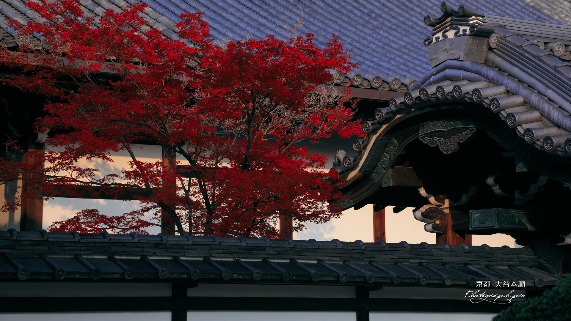 大谷本廟 紅葉と仏殿