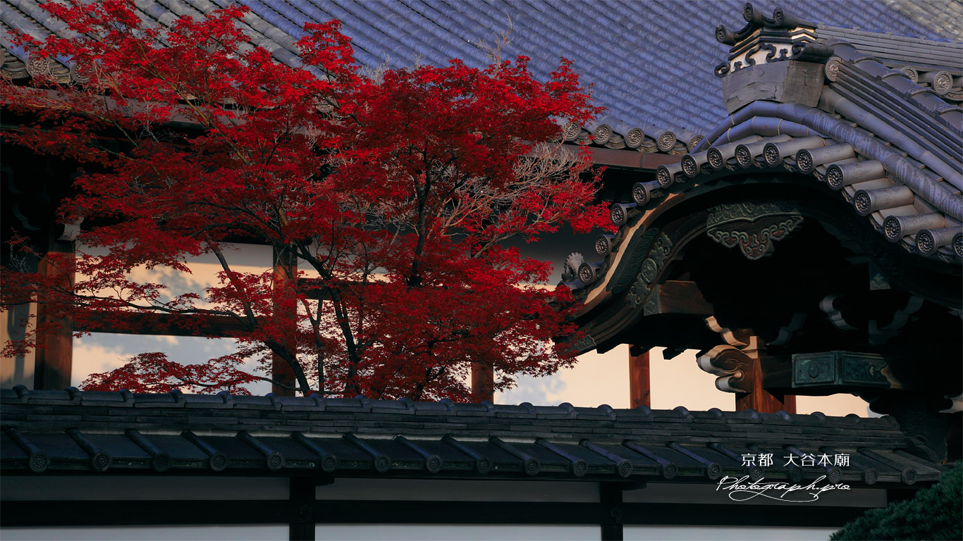 大谷本廟 紅葉と仏殿 壁紙