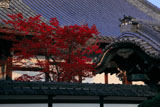 大谷本廟 紅葉と仏殿