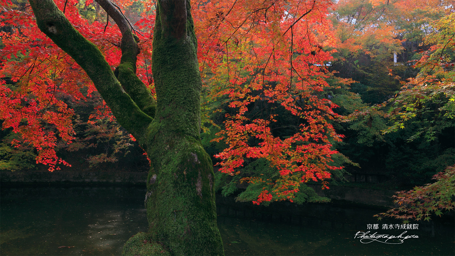 清水寺成就院 池畔の紅葉