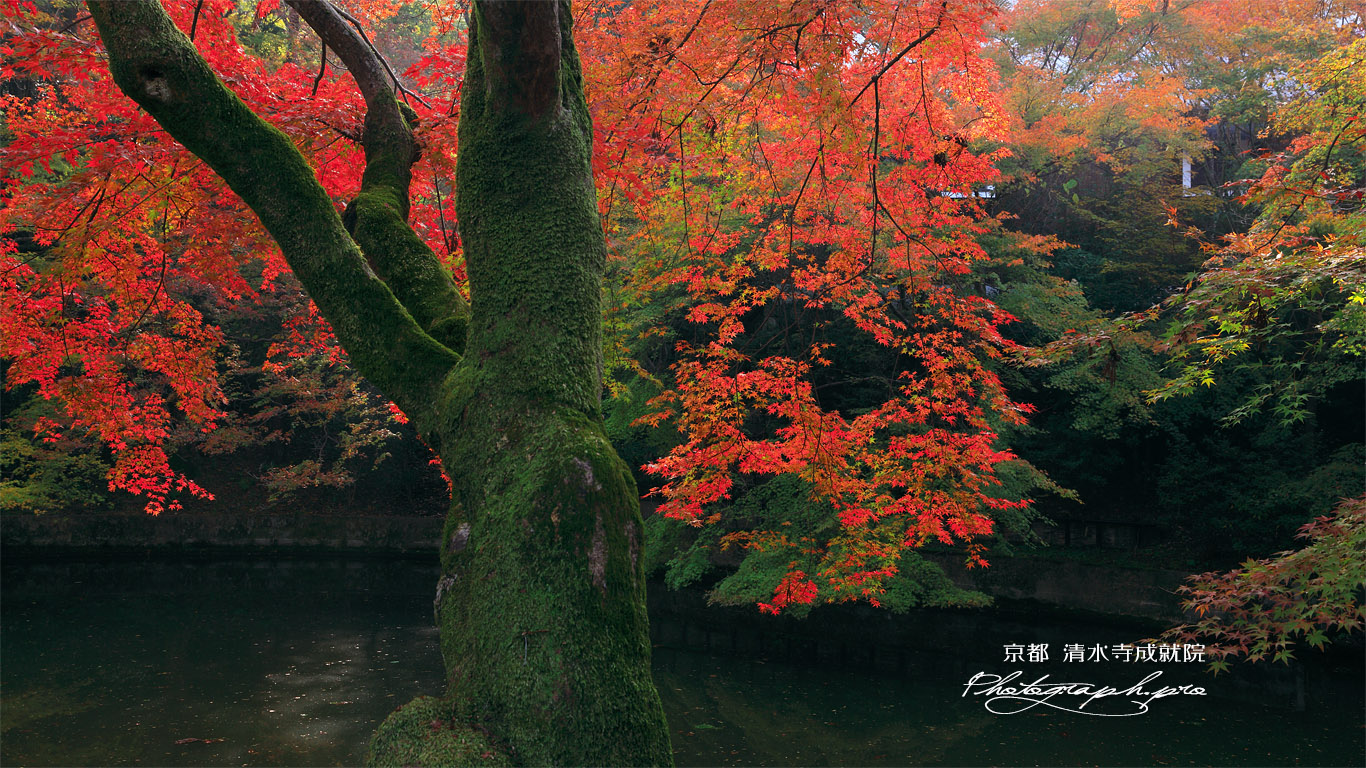 清水寺成就院 池畔の紅葉 壁紙