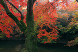 清水寺成就院 池畔の紅葉