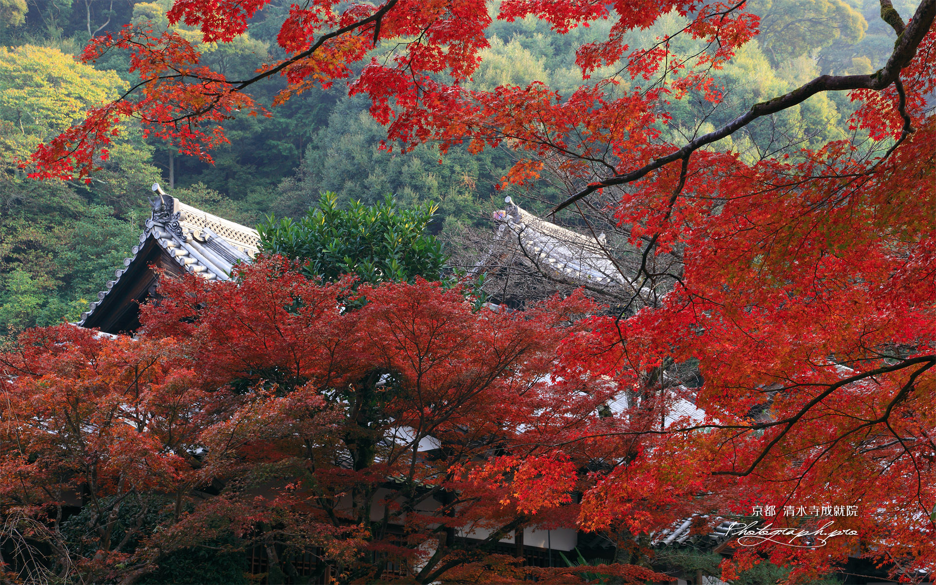 清水寺成就院 紅葉越しの庫裏