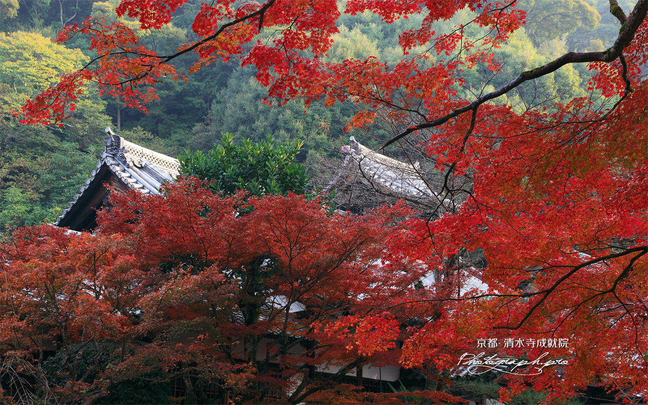 清水寺成就院 紅葉越しの庫裏 壁紙