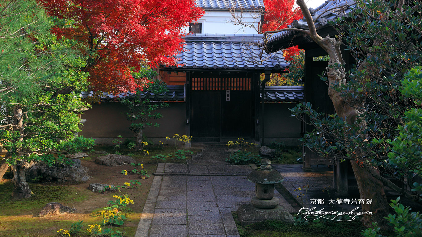 大徳寺芳春院 芳春院からの高林庵 壁紙