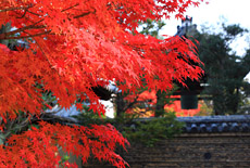 芳春院