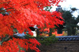 大徳寺芳春院 紅葉と高林庵鐘楼
