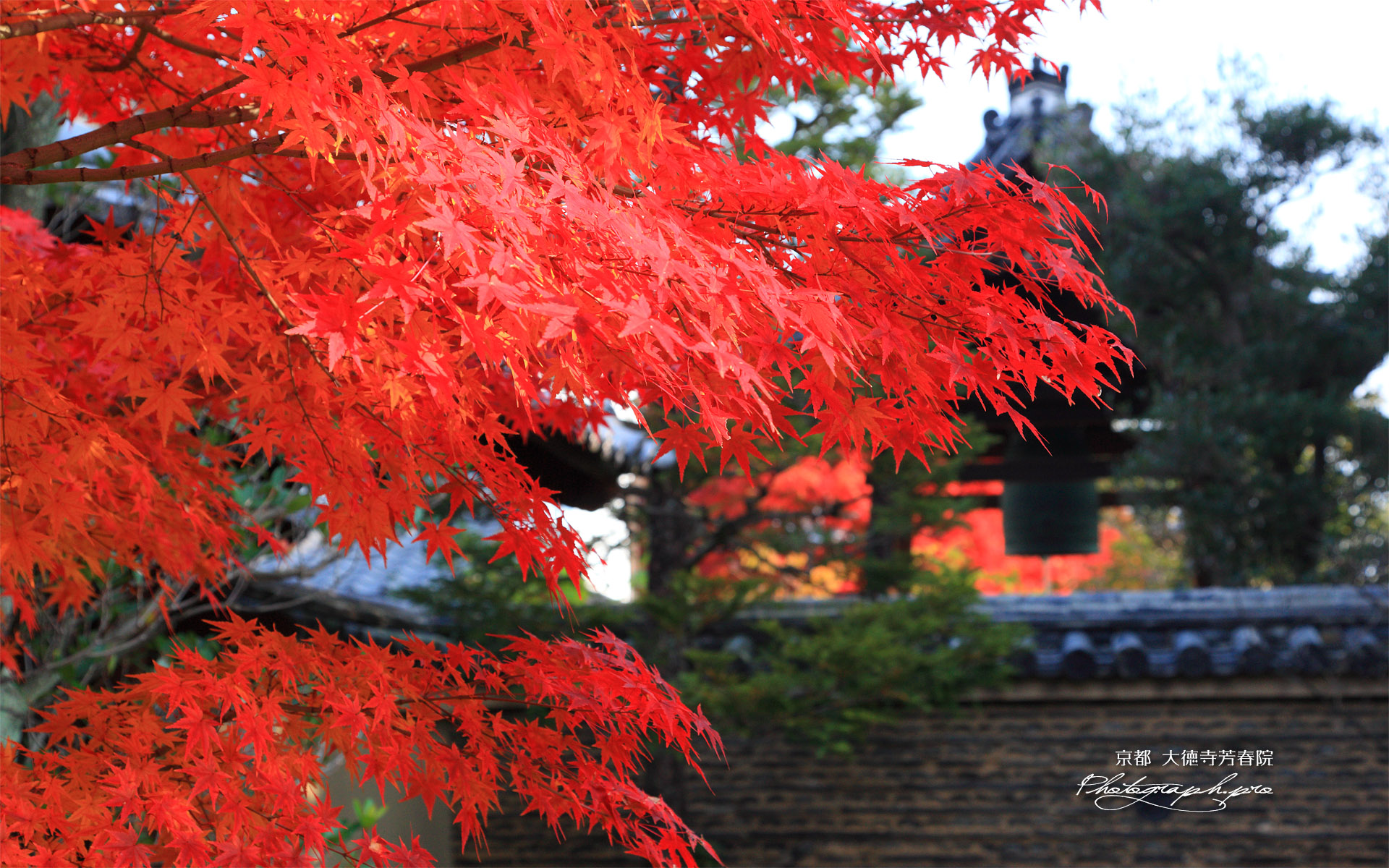 大徳寺芳春院 紅葉と高林庵鐘楼
