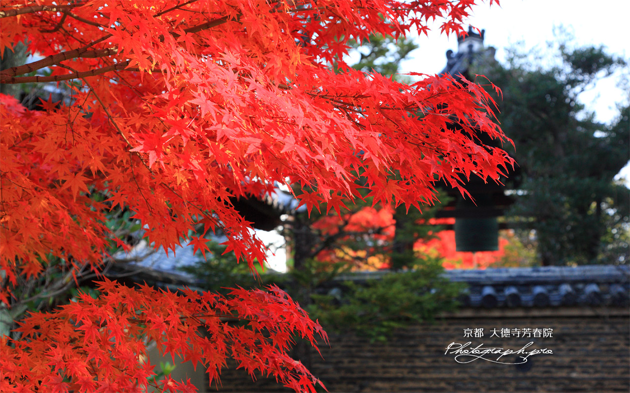大徳寺芳春院 紅葉と高林庵鐘楼 壁紙