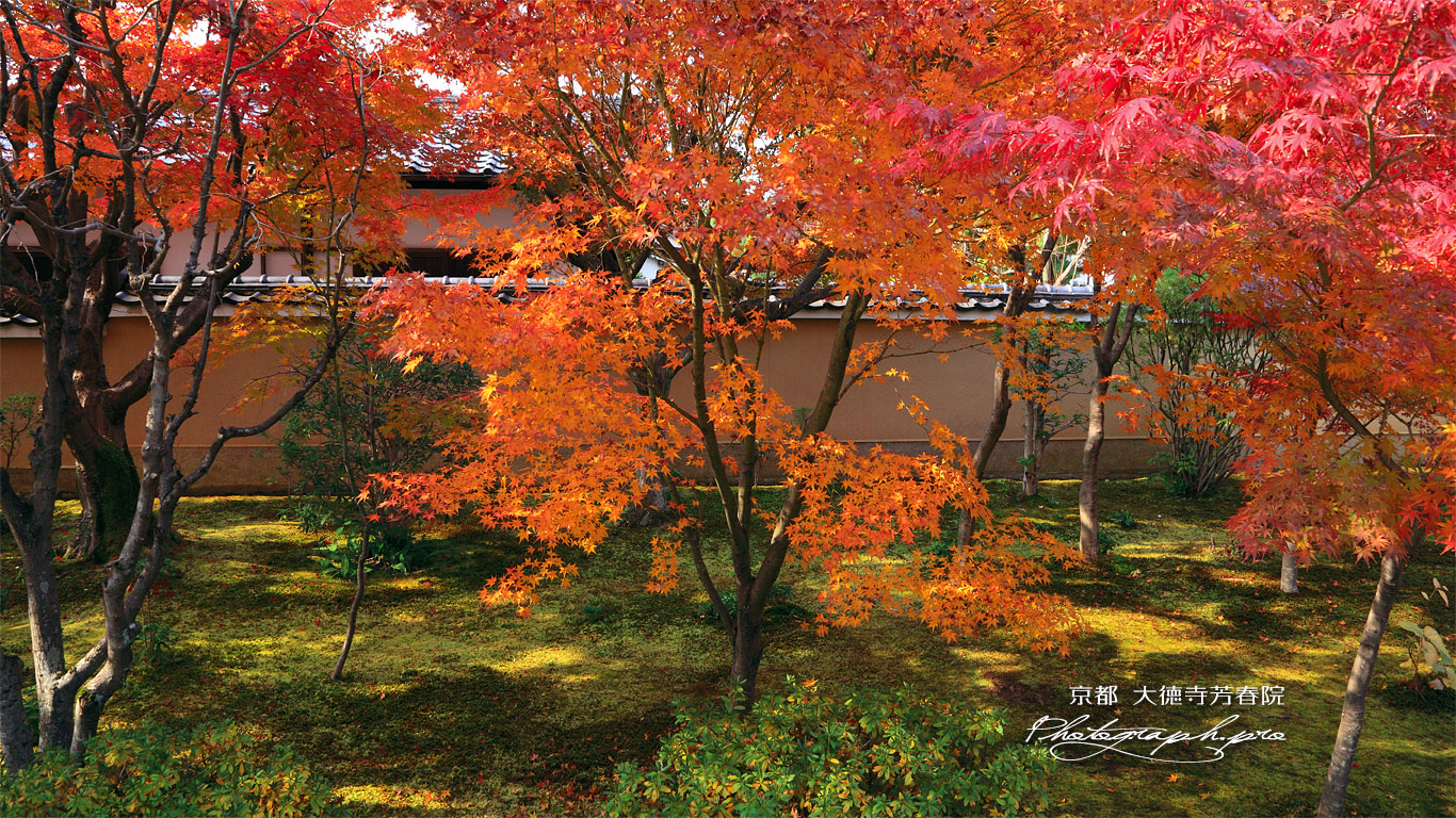 大徳寺芳春院 紅葉と如意庵 壁紙