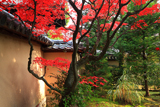大仙院 前庭の紅葉