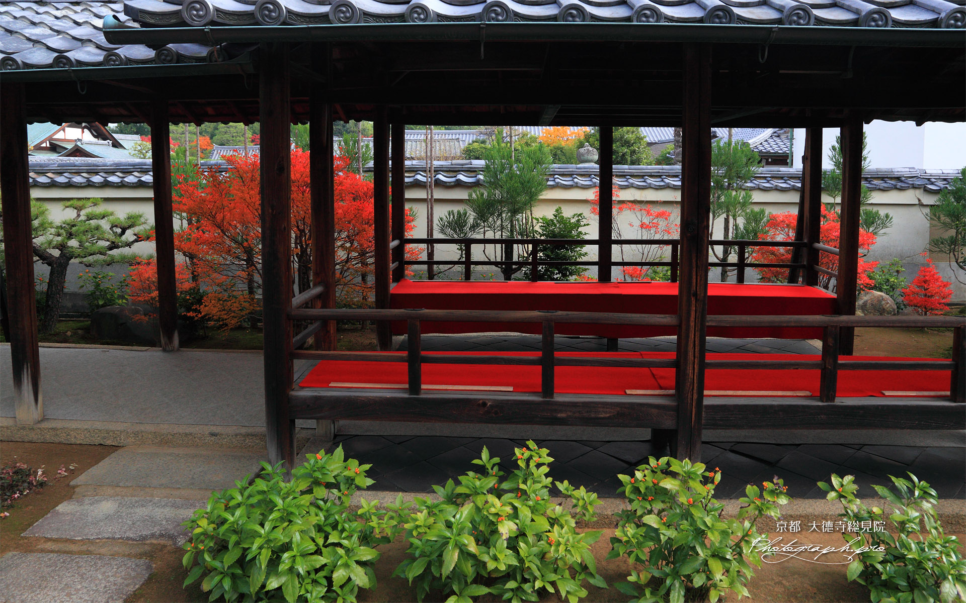 大徳寺総見院 センリョウと廊下