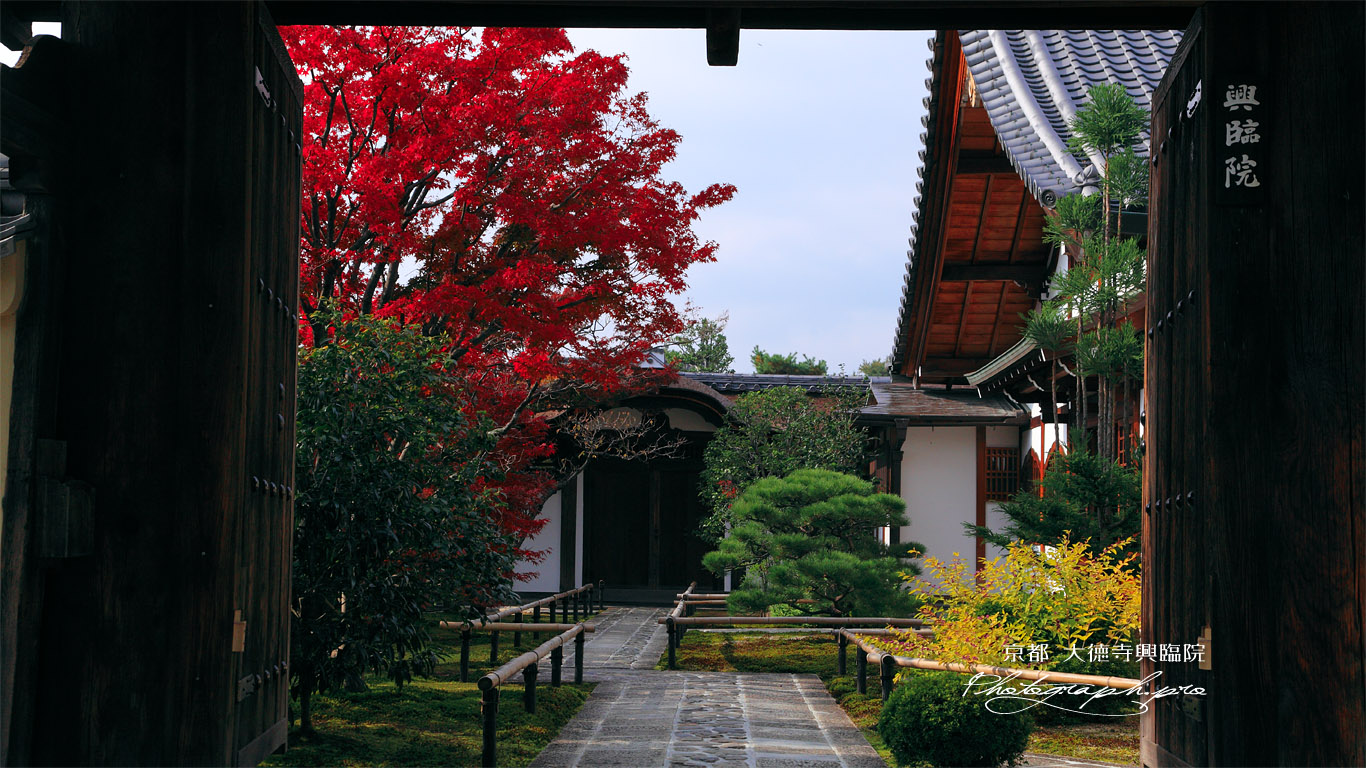 大徳寺興臨院 表門越しの紅葉と唐門 壁紙