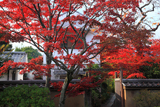 大徳寺大慈院