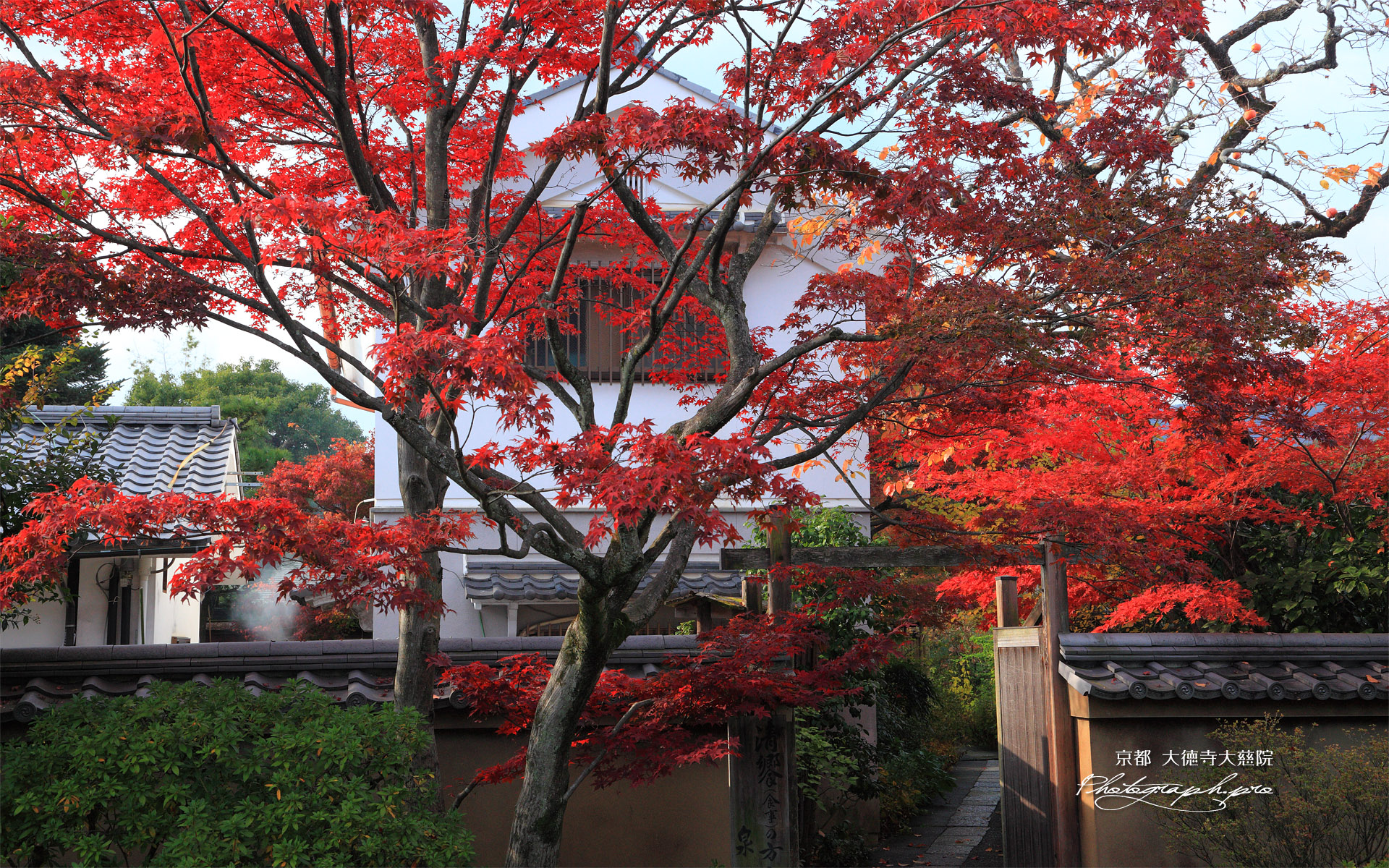 大慈院 紅葉と冠木門