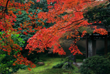 大慈院 紅葉の泉仙庭園