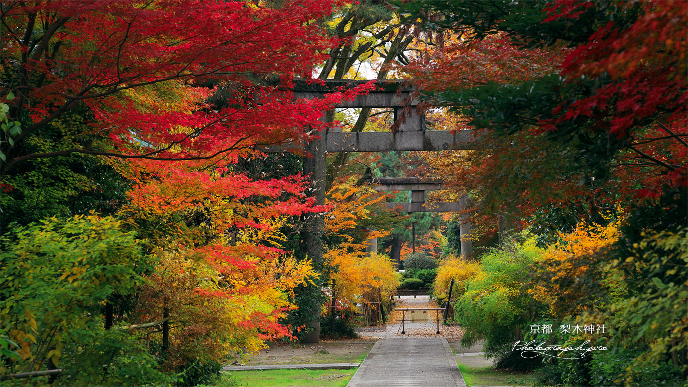 梨木神社 紅葉の参道 壁紙