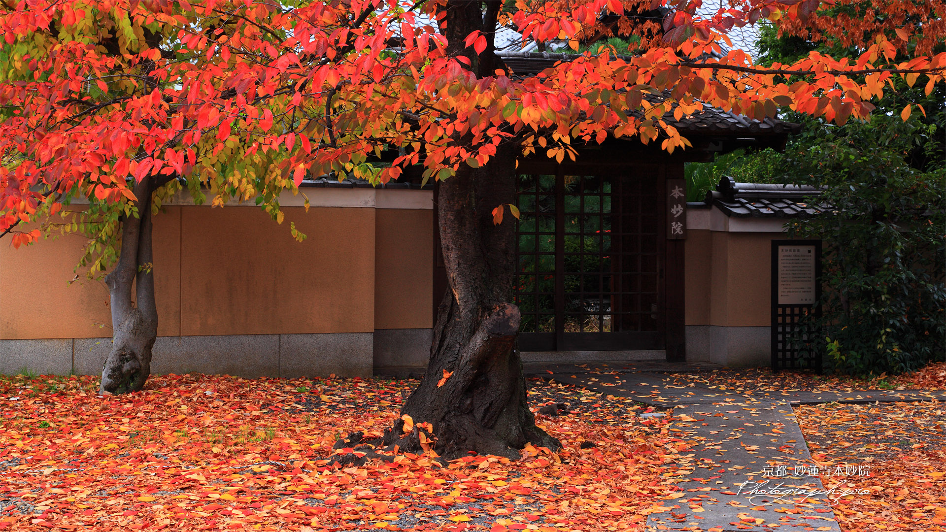 桜紅葉と妙蓮寺本妙院
