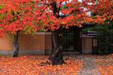 桜紅葉と妙蓮寺本妙院