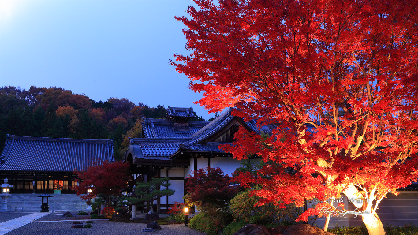 妙満寺 紅葉ライトアップ 壁紙