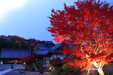 妙満寺 紅葉ライトアップ