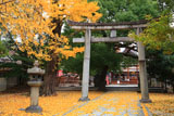 藤森神社 イチョウと石鳥居