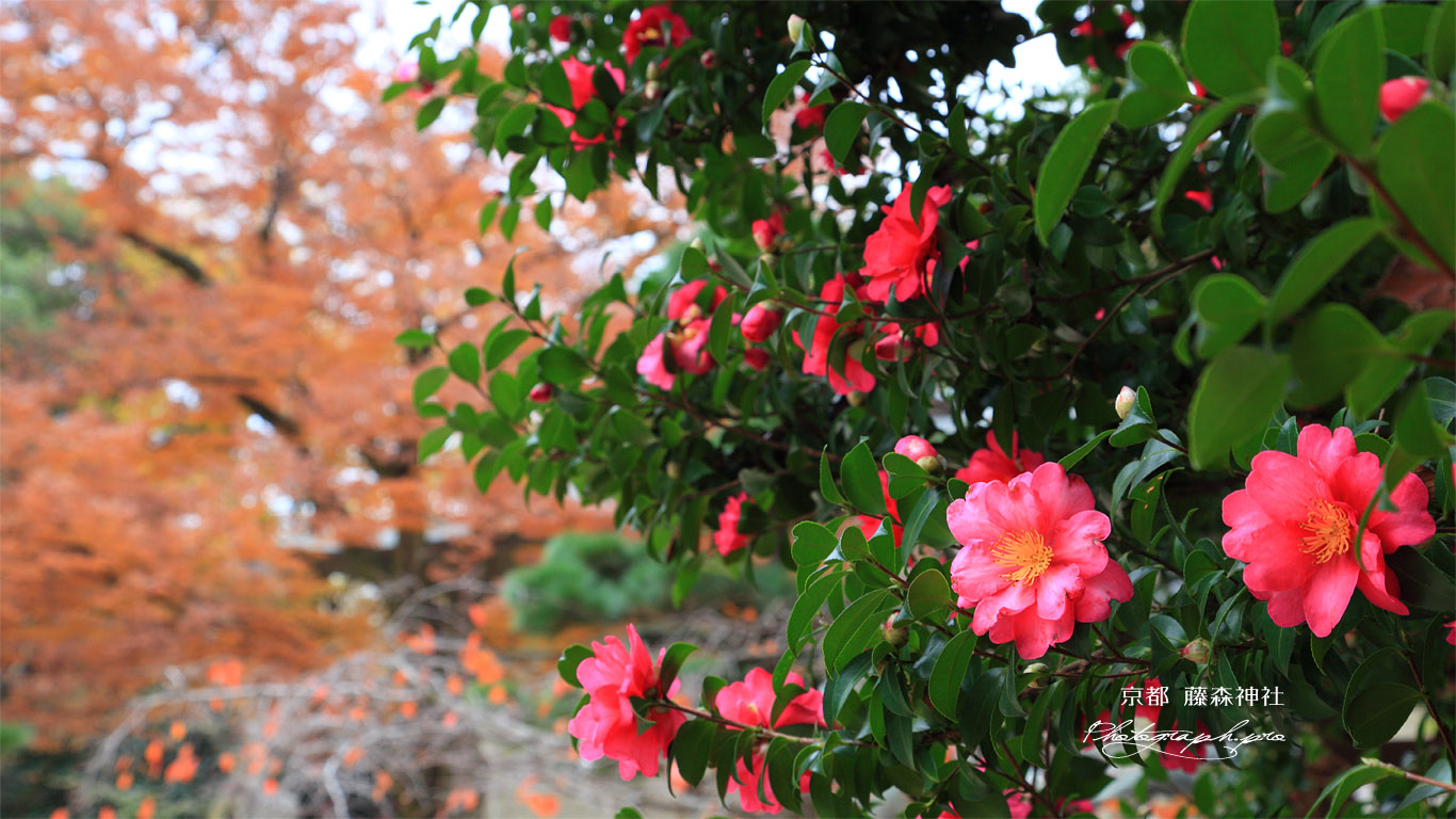 藤森神社のサザンカ 壁紙
