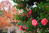 藤森神社のサザンカ