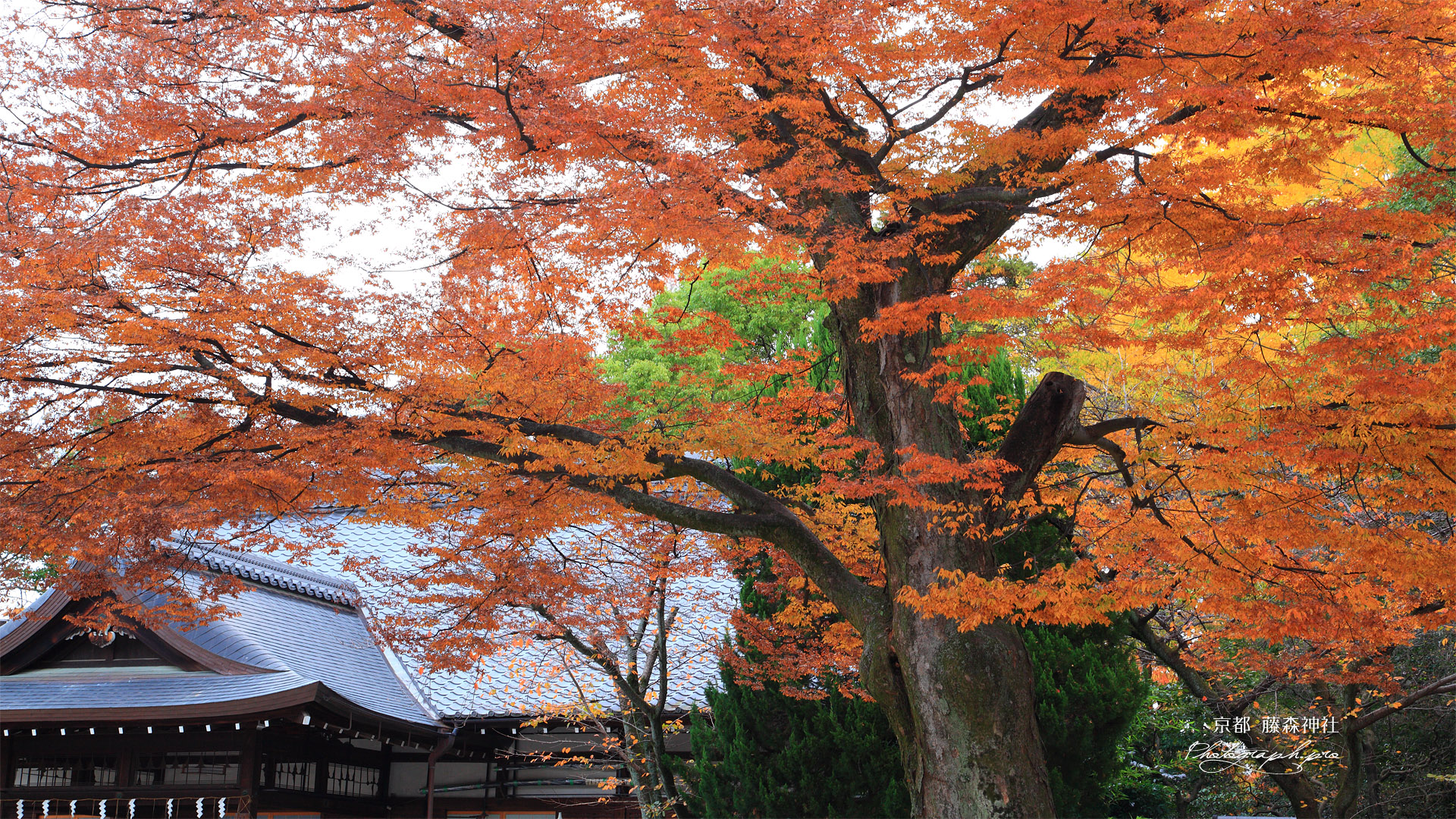 藤森神社 ケヤキ紅葉と斎館