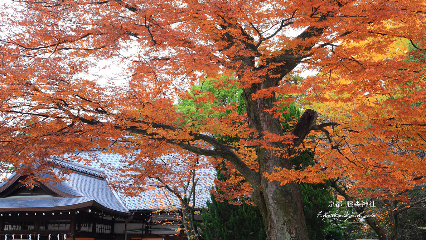 藤森神社 ケヤキ紅葉と斎館 壁紙