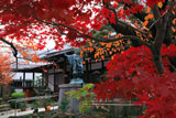 墨染寺 紅葉越しの本堂
