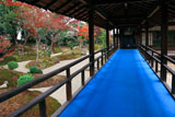 立本寺 紅葉の西庭