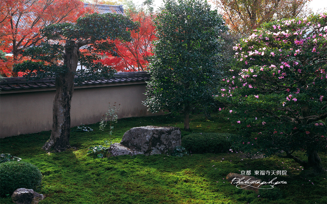 天得院 山茶花と紅葉 壁紙