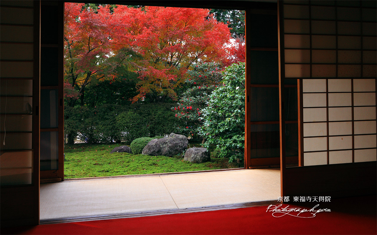 天得院 方丈から紅葉の西庭 壁紙