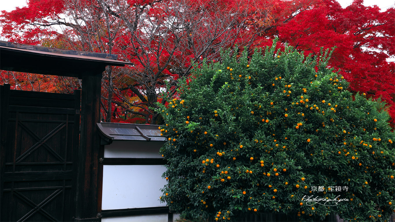 宝鏡寺 橘と紅葉 壁紙