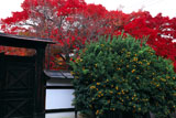 宝鏡寺 橘と紅葉