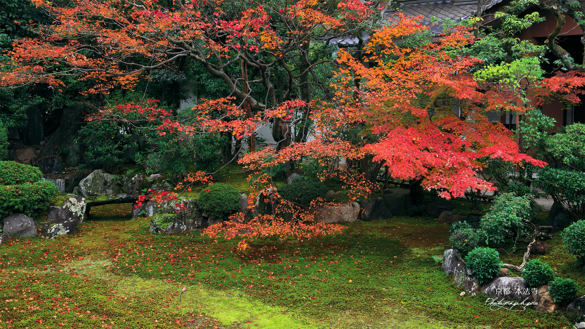 本法寺 紅葉の巴の庭