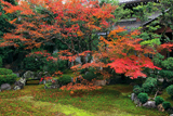 本法寺 紅葉の巴の庭
