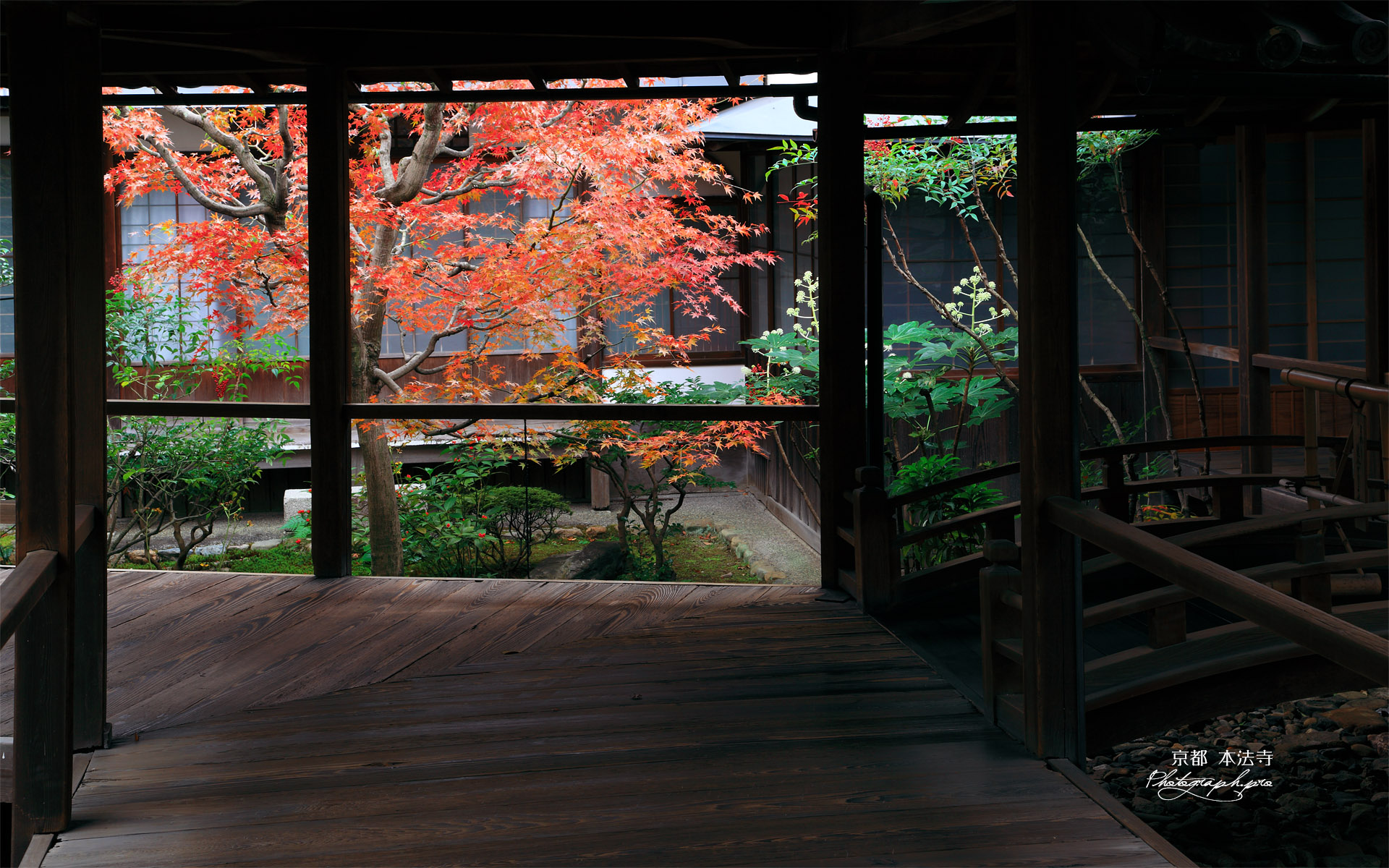 本法寺 渡り廊下からの紅葉