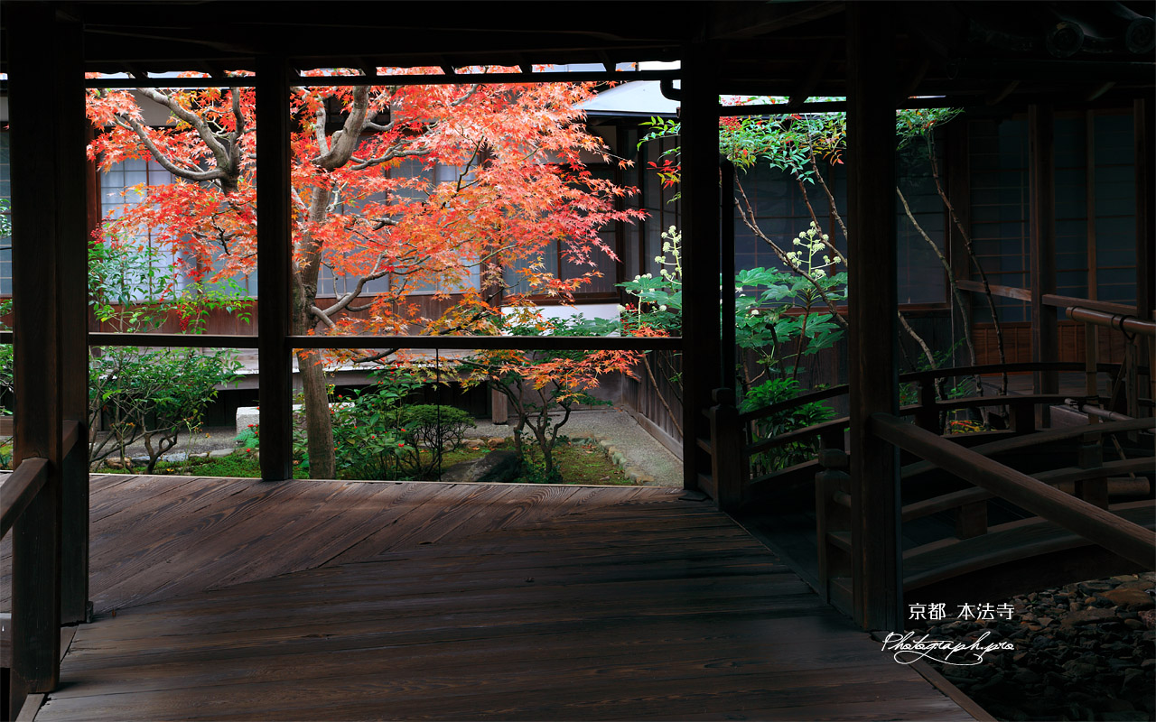 本法寺 渡り廊下からの紅葉 壁紙
