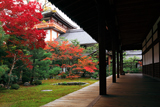 本法寺 紅葉の巴の庭と涅槃会館